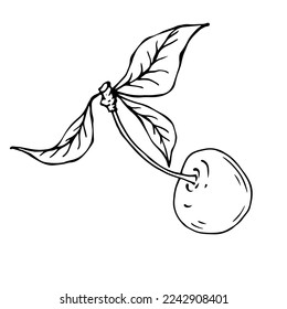 Linear botanical sketch of cherry berries with leaves. Vector graphics.