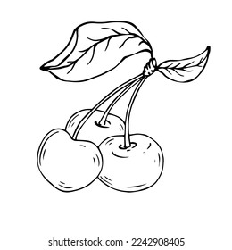 Linear botanical sketch of cherry berries with leaves. Vector graphics.
