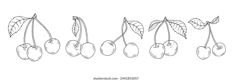 Linear botanical sketch of cherry berries with leaves. Vector graphics.