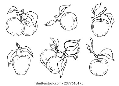 Lineare botanische Skizze mit Früchten und Blättern eines Apfelbaums.Vektorgrafik.	