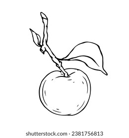 Linear botanical sketch with fruits and leaves of an apple tree.Vector graphics.