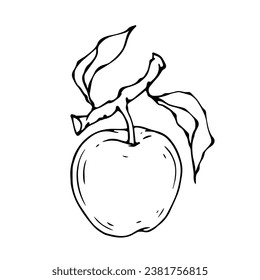 Linear botanical sketch with fruits and leaves of an apple tree.Vector graphics.