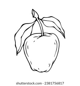 Linear botanical sketch with fruits and leaves of an apple tree.Vector graphics.