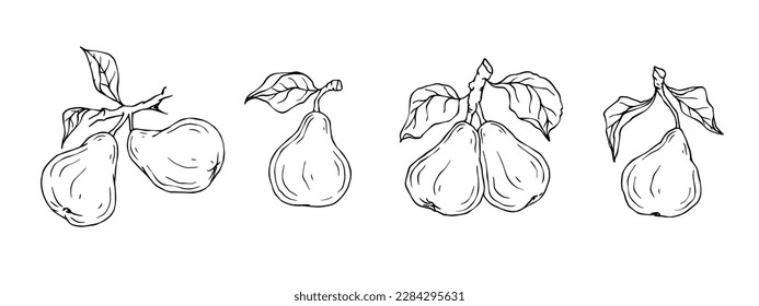 Linear botanical sketch with fruits and pear leaves. Vector graphics.