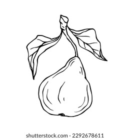 Linear botanical sketch with fruits and pear leaves. Vector graphics.	