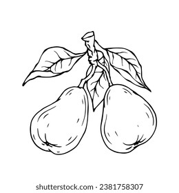 Linear botanical sketch with pear fruits and leaves.Vector graphics.