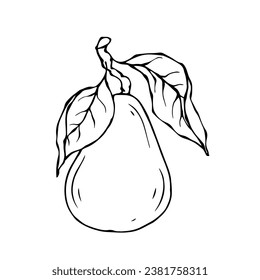 Linear botanical sketch with pear fruits and leaves.Vector graphics.