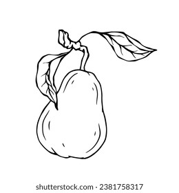 Linear botanical sketch with pear fruits and leaves.Vector graphics.