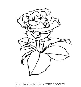Linear botanical sketch of rose flower. Vector graphics.