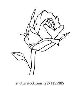 Esbozo botánico lineal de la flor de rosa. Gráficos vectoriales.