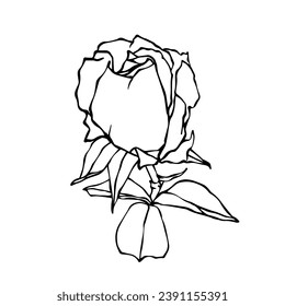Linear botanical sketch of rose flower. Vector graphics.
