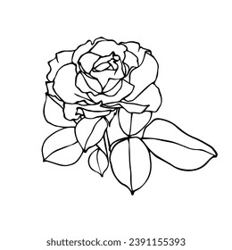 Esbozo botánico lineal de la flor de rosa. Gráficos vectoriales.