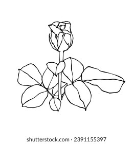 Linear botanical sketch of rose flower. Vector graphics.