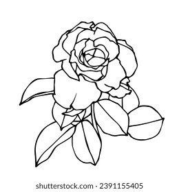 Linear botanical sketch of rose flower. Vector graphics.