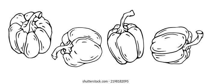 Esbozo botánico lineal con frutas de pimienta de timbre dulce.Gráficos vectoriales.