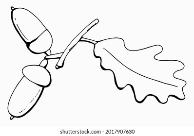 Linear branch with acorns and a leaf. White background, isolate. Vector illustration.