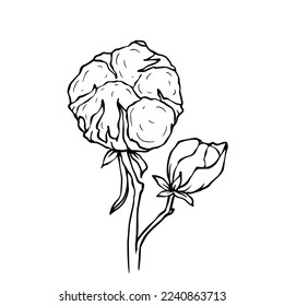 Linear branches of cotton.Vector graphics.