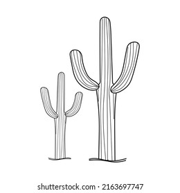 Linear Cactus. Hand drawn cactus isolated on white background. Floral succulent plants detailed in line art style. Vintage illustration.