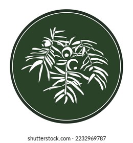 Linear chalk drawing of yew berry on a dark green background. Vector coniferous tree logo