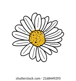 Linear Chamomile flower. Hand drawn Chamomile. flower line icon isolated on white background.