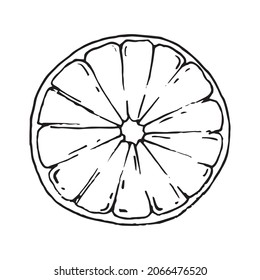 Linear citrus fruit illustration. You can use it wherever you need a vector image. For example for menu, for printing, for design, crafts, fabric, cards, wallpaper and more.
