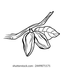granos de cacao lineales en una rama, dibujo a mano