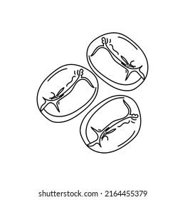 Linear coffee beans. Hand drawn coffee beans. Perfect ingredient vector illustration