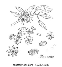 Linear collection of vector drawings of star anise on a white background