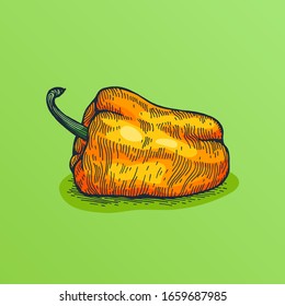 Linear color sketch of bell pepper on green background. Ripe orange vegetable in hand-drawing style.
