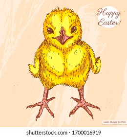 Linear color sketch of the cute yellow easter baby chick with text Happy Easter. Hand drawn vintage vector illustration of the little bird on the textured beige paper background.