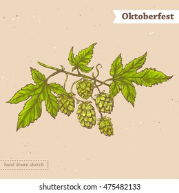 Linear colored sketch of the blooming hop branch with leaves and text Oktoberfest. Vector color hand drawn illustration in vintage style of the blossoming hop flowers on the textured paper background.