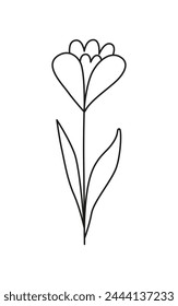 Linear crocus flower isolated on white. Spring flower. Botanical drawing. Great for greeting cards, backgrounds, tattoo. Woman's day, mother's day, wedding. Line art. Coloring book.