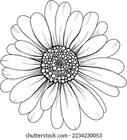 Linear daisy flower drawing. Hand drawn illustration. This art is perfect for invitation cards, spring and summer decor, greeting cards, posters, scrapbooking, print, etc.