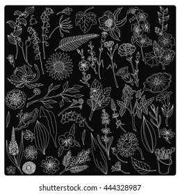 Linear decorative flowers, vector sketch