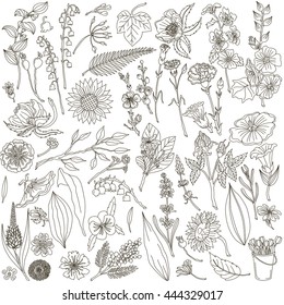 Linear decorative flowers, vector sketch