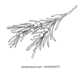 Linear doodle illustration of juniper. Hand drawn vector botanical, medicinal forest plant, and berries on white background. Christmas, winter and autumn graphic element.