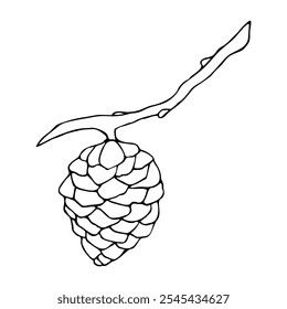 Linear doodle illustration of pine cone. Hand drawn vector botanical forest branch with cone on white background. Christmas, winter and autumn graphic element.