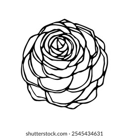 Linear doodle illustration of pine cone from above. Hand drawn vector botanical forest sketch on white background. Christmas, winter and autumn graphic element.