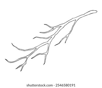 Linear doodle illustration of tree branch without leaves. Hand drawn vector botanical winter, autumn, spring graphic element on white background. 