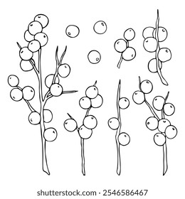 Linear doodle illustration of tree branch with berries. Hand drawn vector botanical winter, autumn graphic element on white background. 