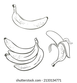Linear drawing of bananas. Peeled banana, a bunch of bananas.