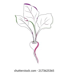 Linear Drawing Of Beets. Vector Illustration Of Red Vegetable With Leaves. Beet Drawing For Packaging Design Or Proper Nutrition.