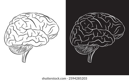 Linear drawing of black brain with white background and linear drawing of white brain with black background.