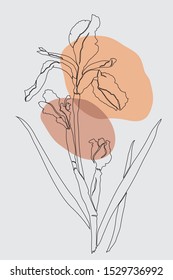 Linear drawing of a blooming iris on a background of abstract spots. Graphic arts. Vector.