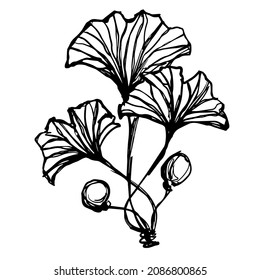 Dibujo lineal de una rama con hojas y semillas de un árbol de ginkgo. Gráficos vectoriales.