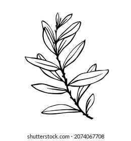 Linear drawing of a branch of an olive tree with foliage.Vector graphics.