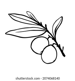 Linear drawing of a branch of an olive tree with berries, fruits with foliage. Vector graphics.