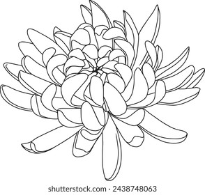 linear drawing of chrysanthemum flower on white background