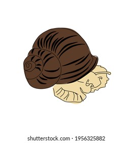 Dibujo lineal del caracol de uva arrastrado