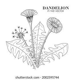 LINEAR DRAWING OF A DANDELION ON A WHITE BACKGROUND IN A VECTOR